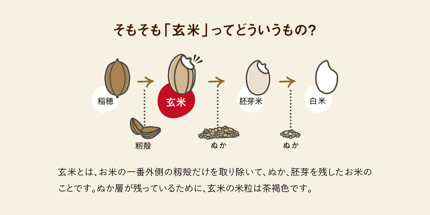 玄米とは