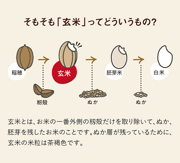 玄米とは